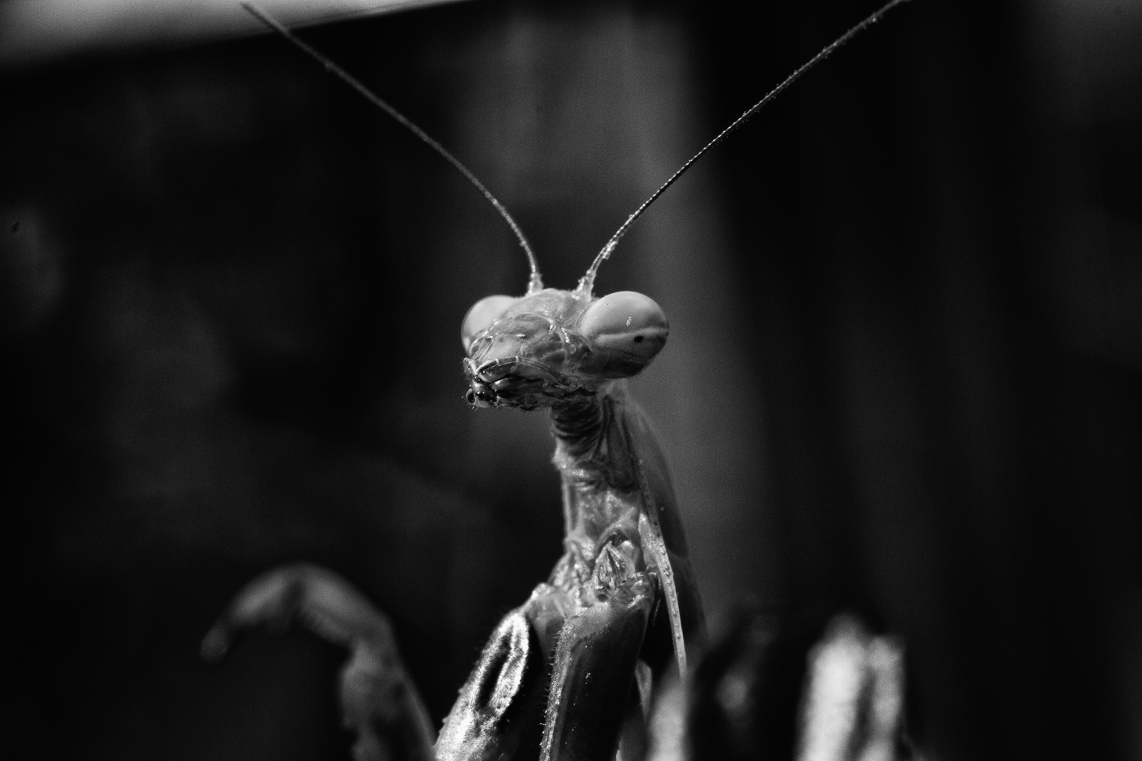 Mantis...