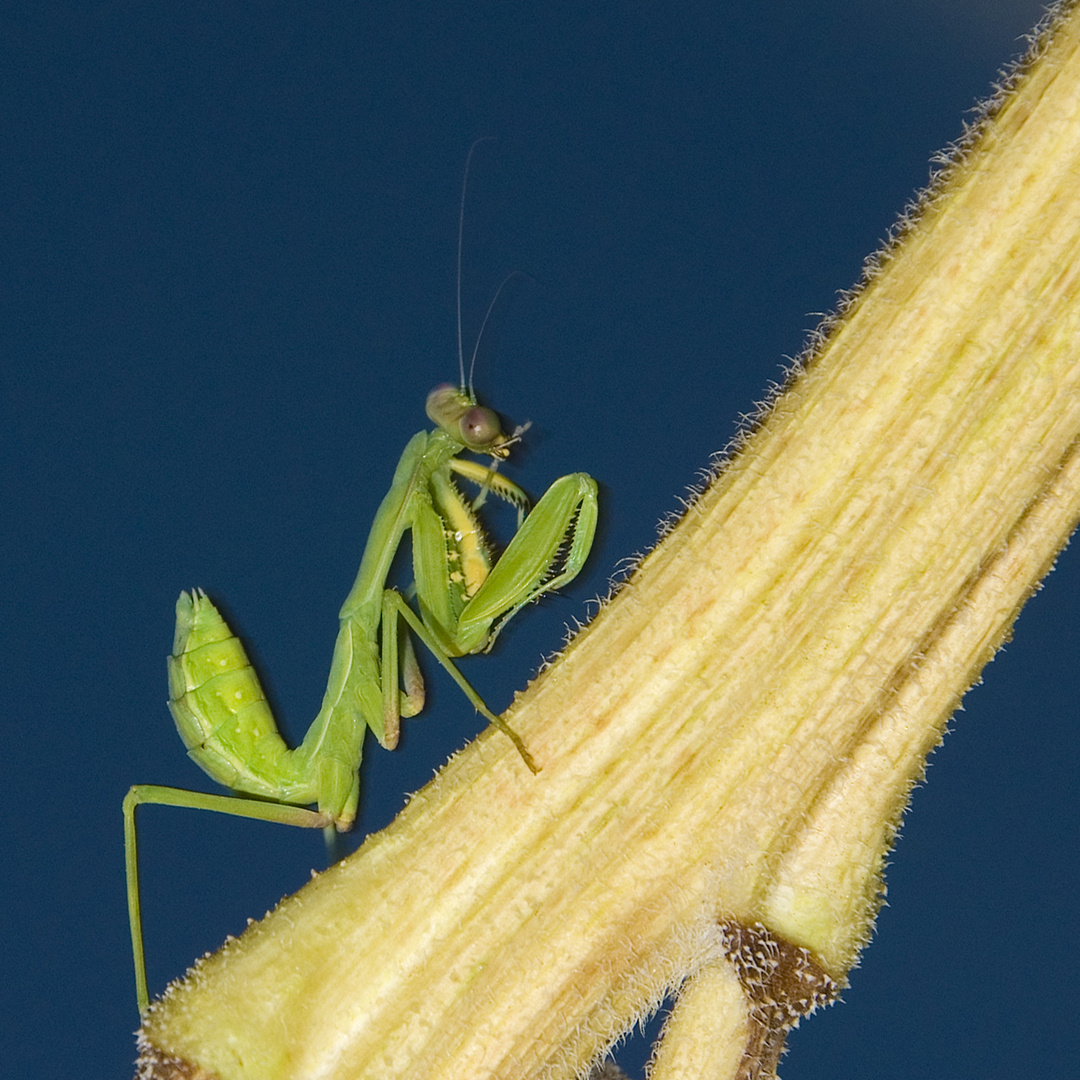 Mantis