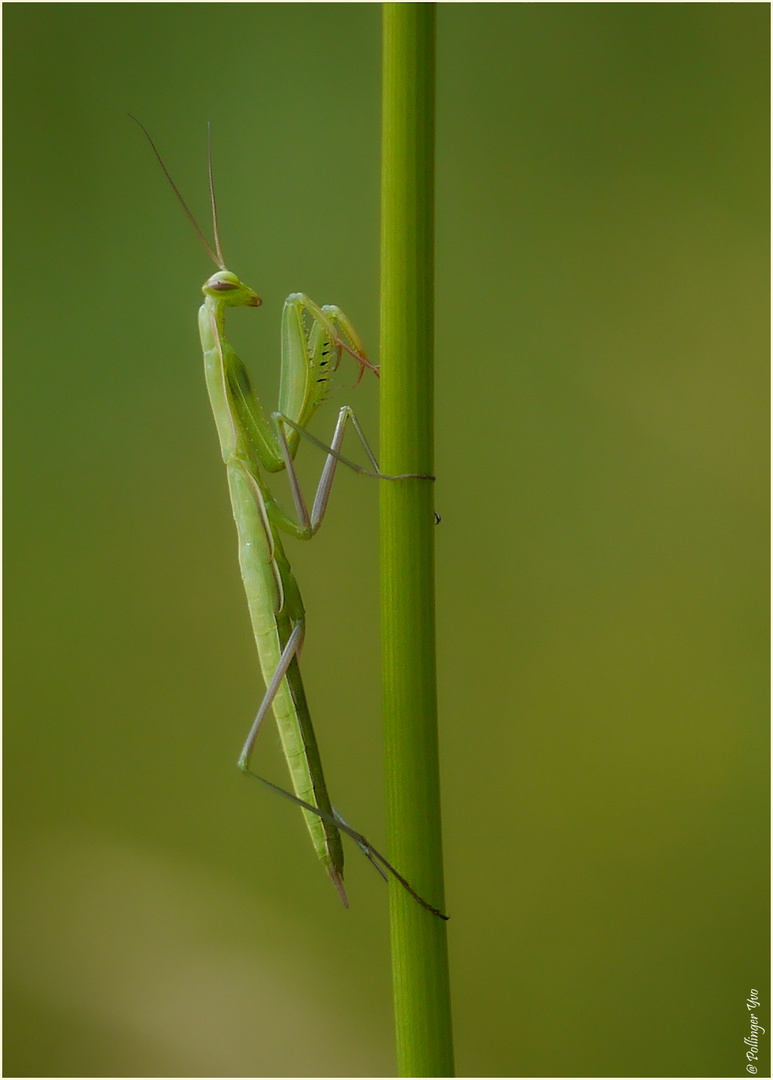 ~Mantis~