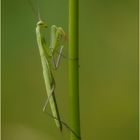 ~Mantis~