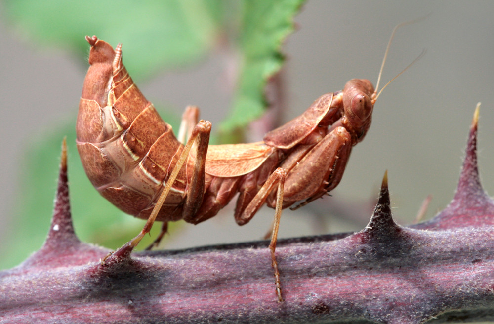 Mantis A. spallanziana hembra