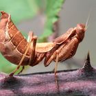 Mantis A. spallanziana hembra
