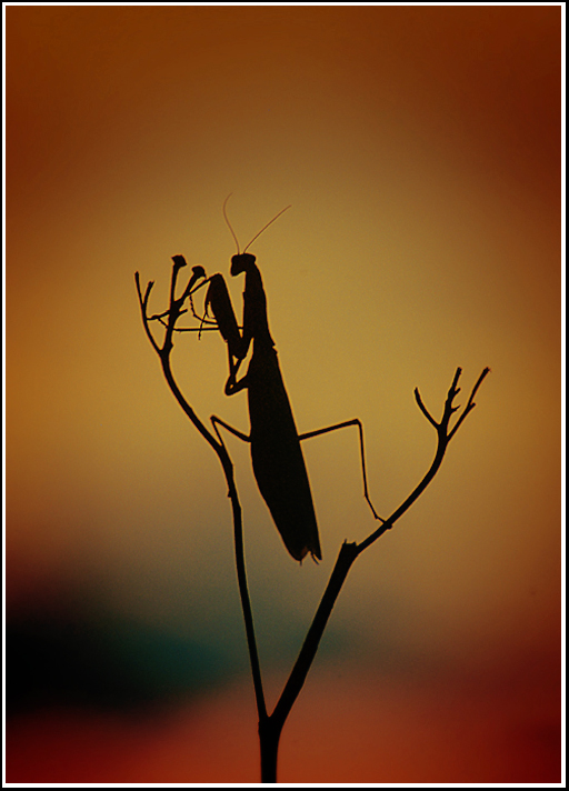 Mantis am Abend