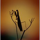 Mantis am Abend