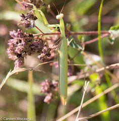 Mantis auf der Jagd