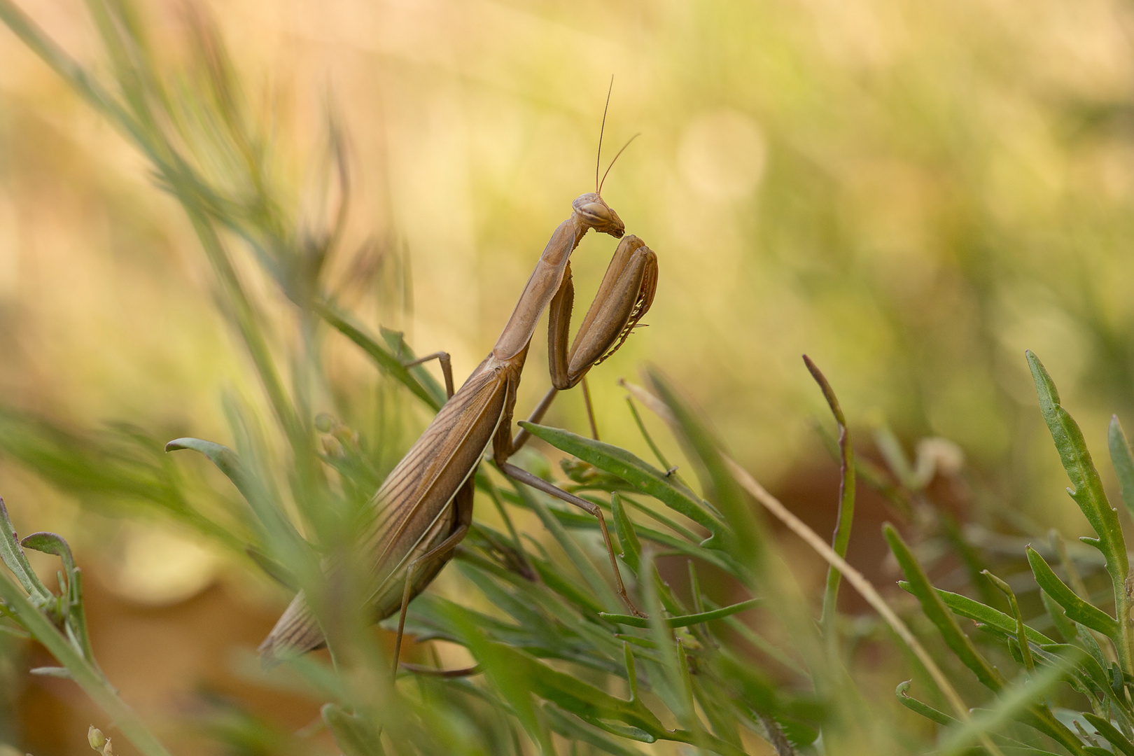 Mantis auf der Lauer