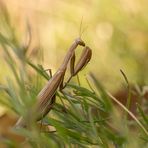 Mantis auf der Lauer