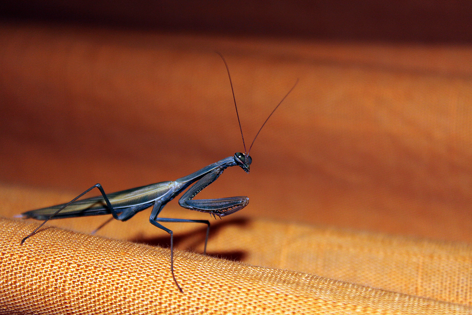 Mantis auf Vorhang 1