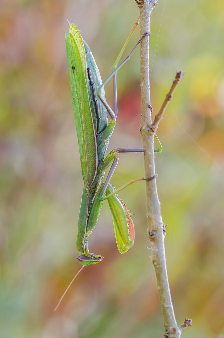 Mantis