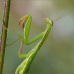 Mantis