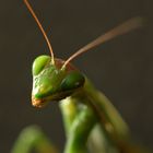 mantis