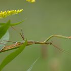 Mantis