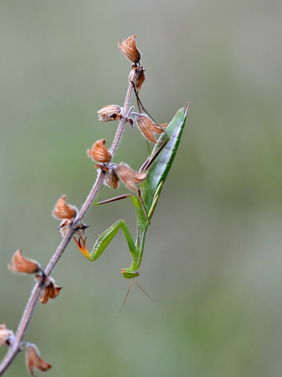 Mantis