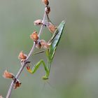 Mantis