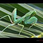 Mantis