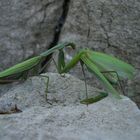 Mantis beim Fressen eines Artgenossen