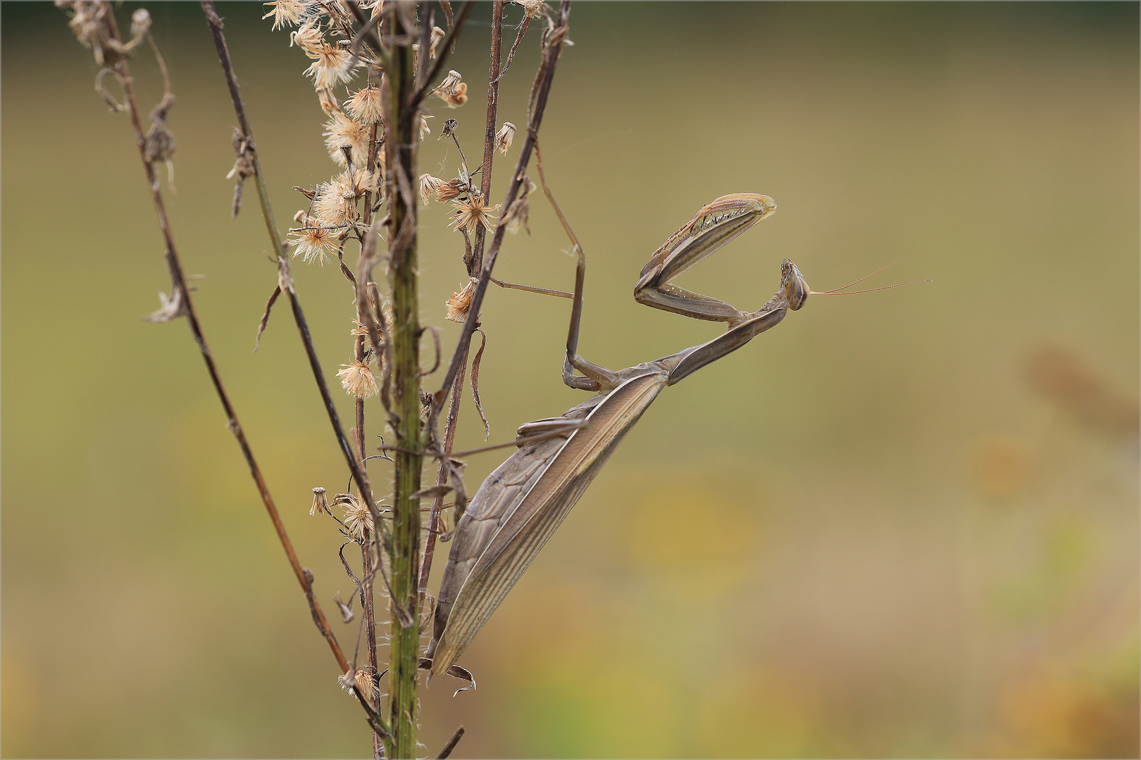 Mantis braune Variante