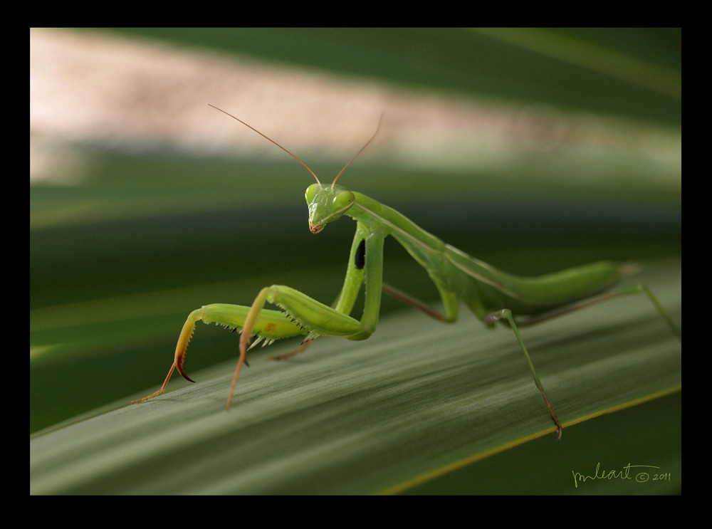 Mantis