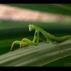 Mantis