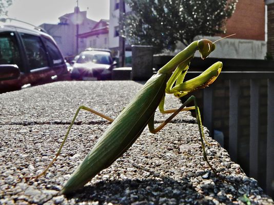MANTIS 