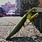 MANTIS 