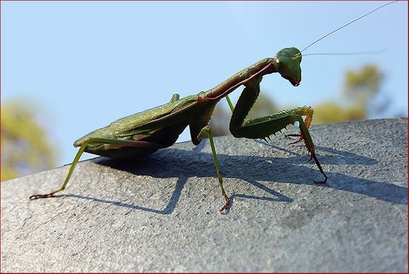 Mantis Collser