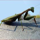 Mantis Collser