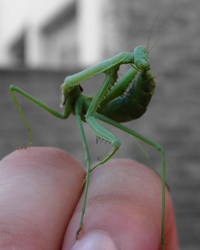 Mantis contorsionista.