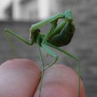 Mantis contorsionista.