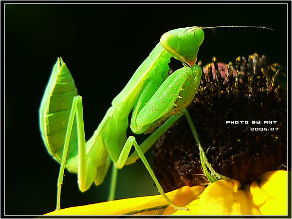 mantis