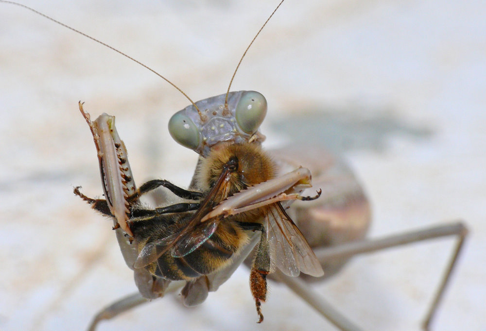 Mantis - Das "Grosse Fressen" geht weiter ;-)