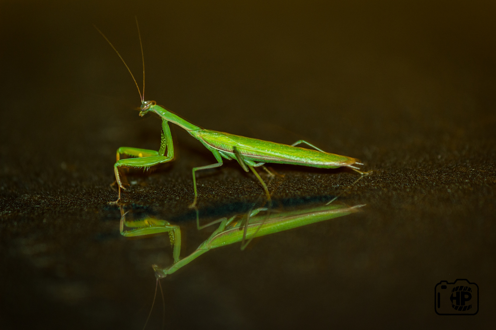 mantis