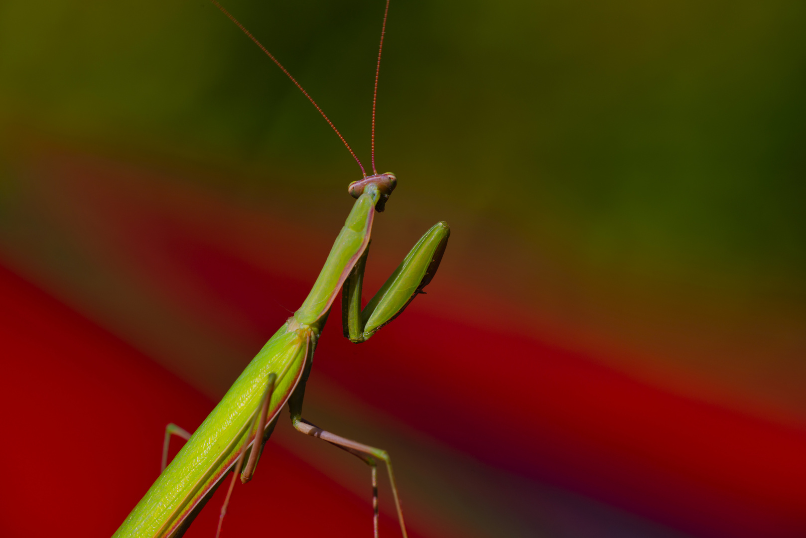 Mantis