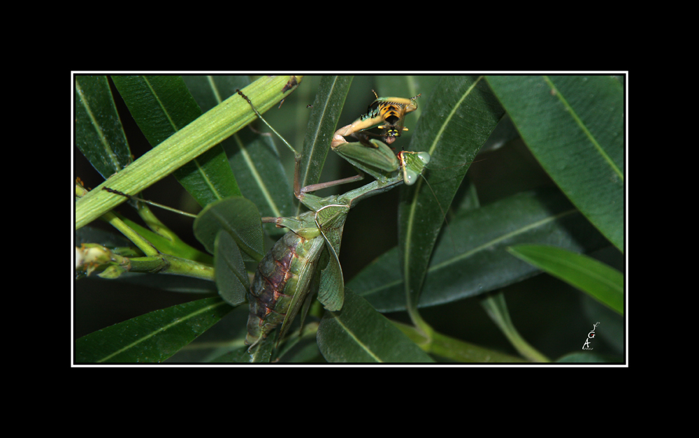 Mantis devorando a su presa.