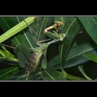 Mantis devorando a su presa.