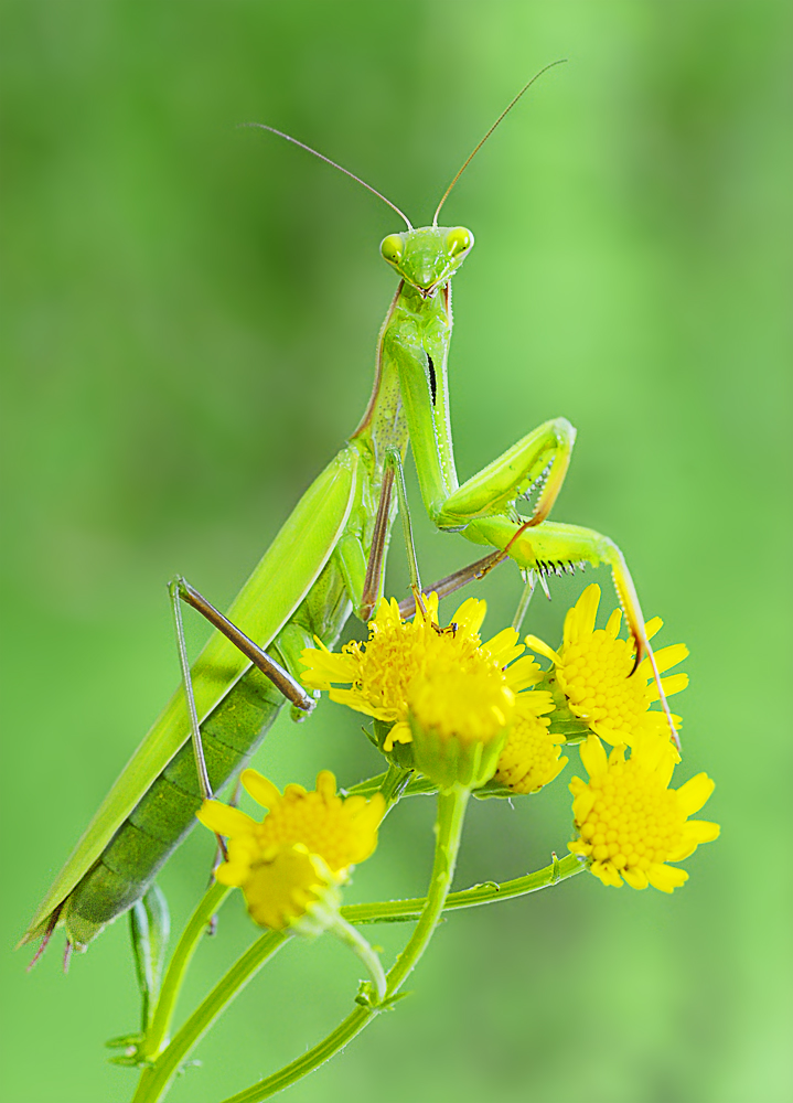 Mantis die Erste 2014