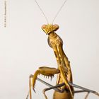 Mantis