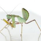 Mantis eating a Cricket