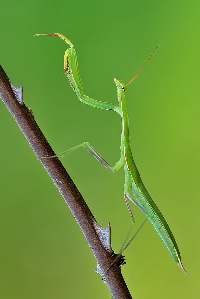 Mantis Elegance