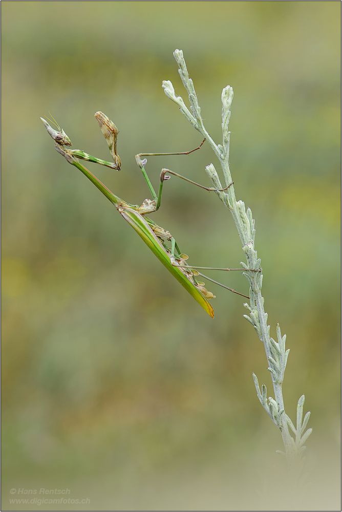 Mantis Empusa fasciata