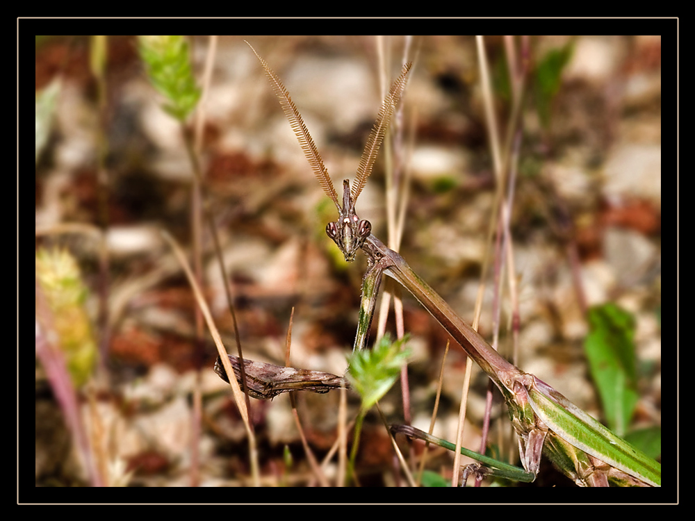 Mantis Empusa pennata