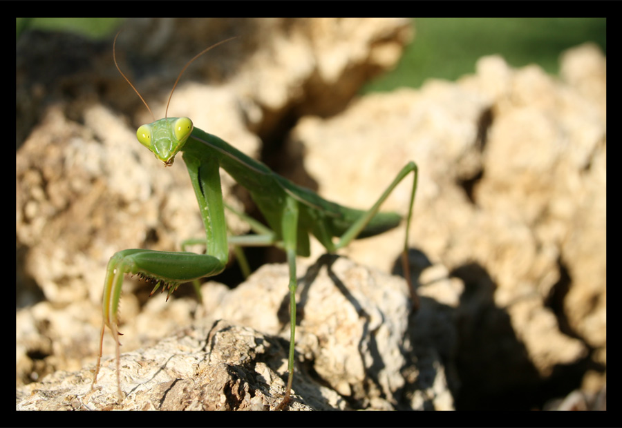 Mantis