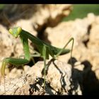 Mantis