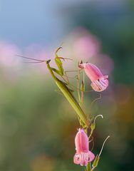 Mantis