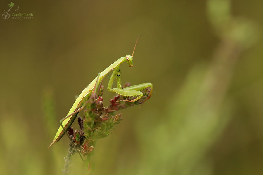 Mantis Generation 2014