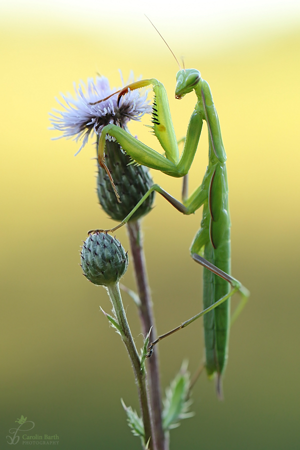 Mantis Generation 2016