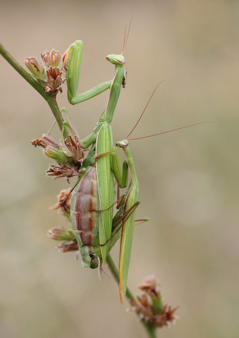 Mantis im Liebesrausch