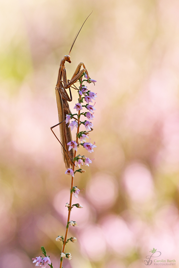 Mantis im rosa Blütentraum