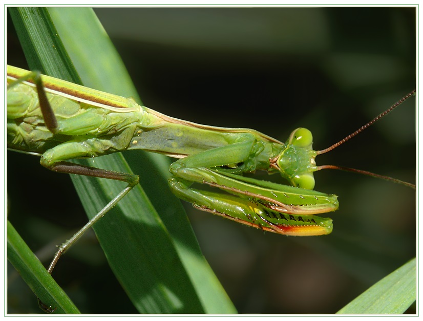 Mantis in Fanghaltung