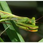 Mantis in Fanghaltung